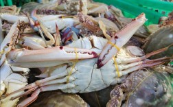 买螃蟹有窍门，牢记这3个字，摊贩一看是“老手”，才不敢忽悠你