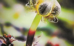 苔藓的“生存智慧”远超想象