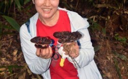 闽北千亩荒野灵芝园举办丰收活动