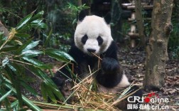 台湾青年：我们都爱大熊猫