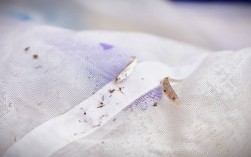 跟随“高原渔夫”探寻江源鱼类生存密码