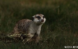 大地精灵的生存协奏曲