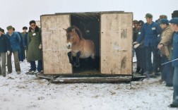 普氏野马重返荒野记