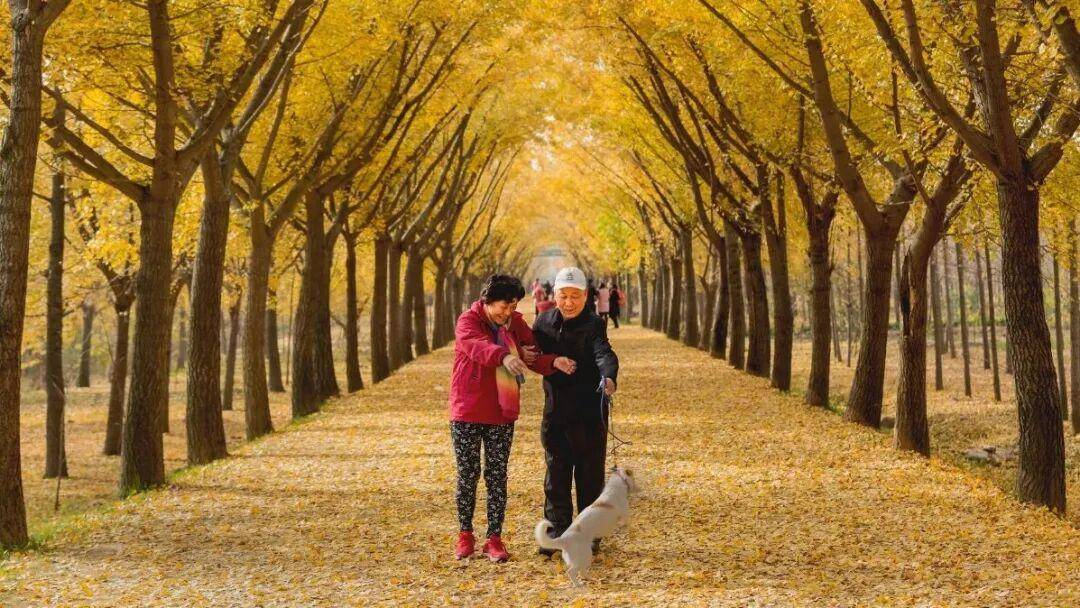秋天多去公园走走,有这三个治愈身心的功效 秋天多去公园走走,有这三个治愈身心的功效 投资理财
