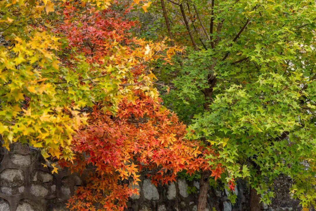 秋天多去公园走走,有这三个治愈身心的功效 秋天多去公园走走,有这三个治愈身心的功效 投资理财