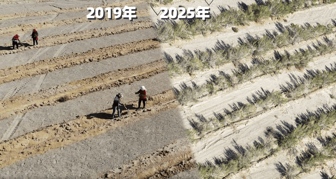 200位“手机种树人”徒步荒野检查“作业” 见证6年间荒野变绿洲 200位“手机种树人”徒步荒野检查“作业” 见证6年间荒野变绿洲 百事百科