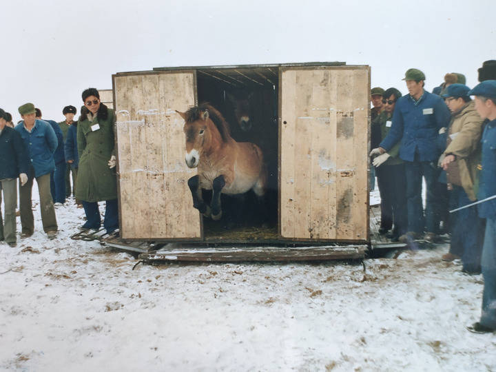 普氏野马重返荒野记 普氏野马重返荒野记 百事百科
