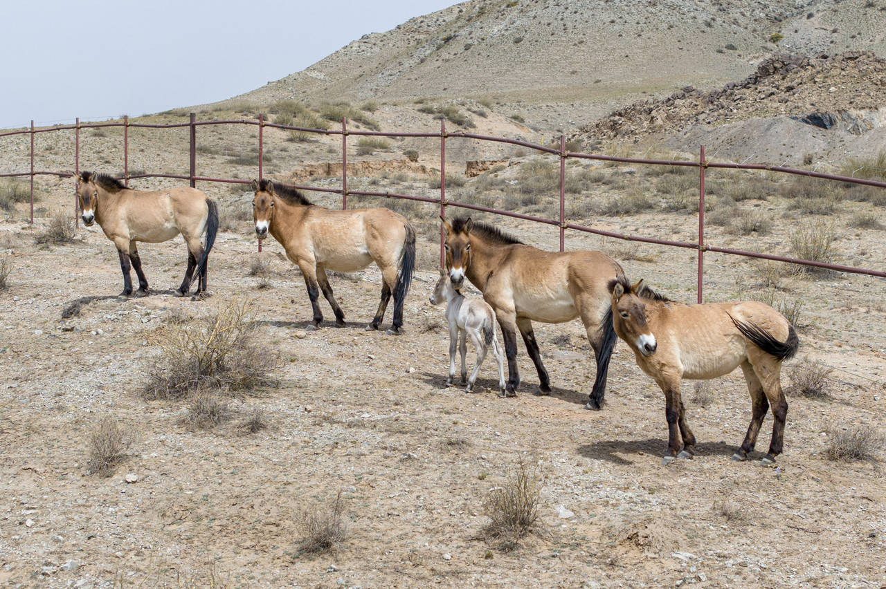 普氏野马重返荒野记 普氏野马重返荒野记 百事百科