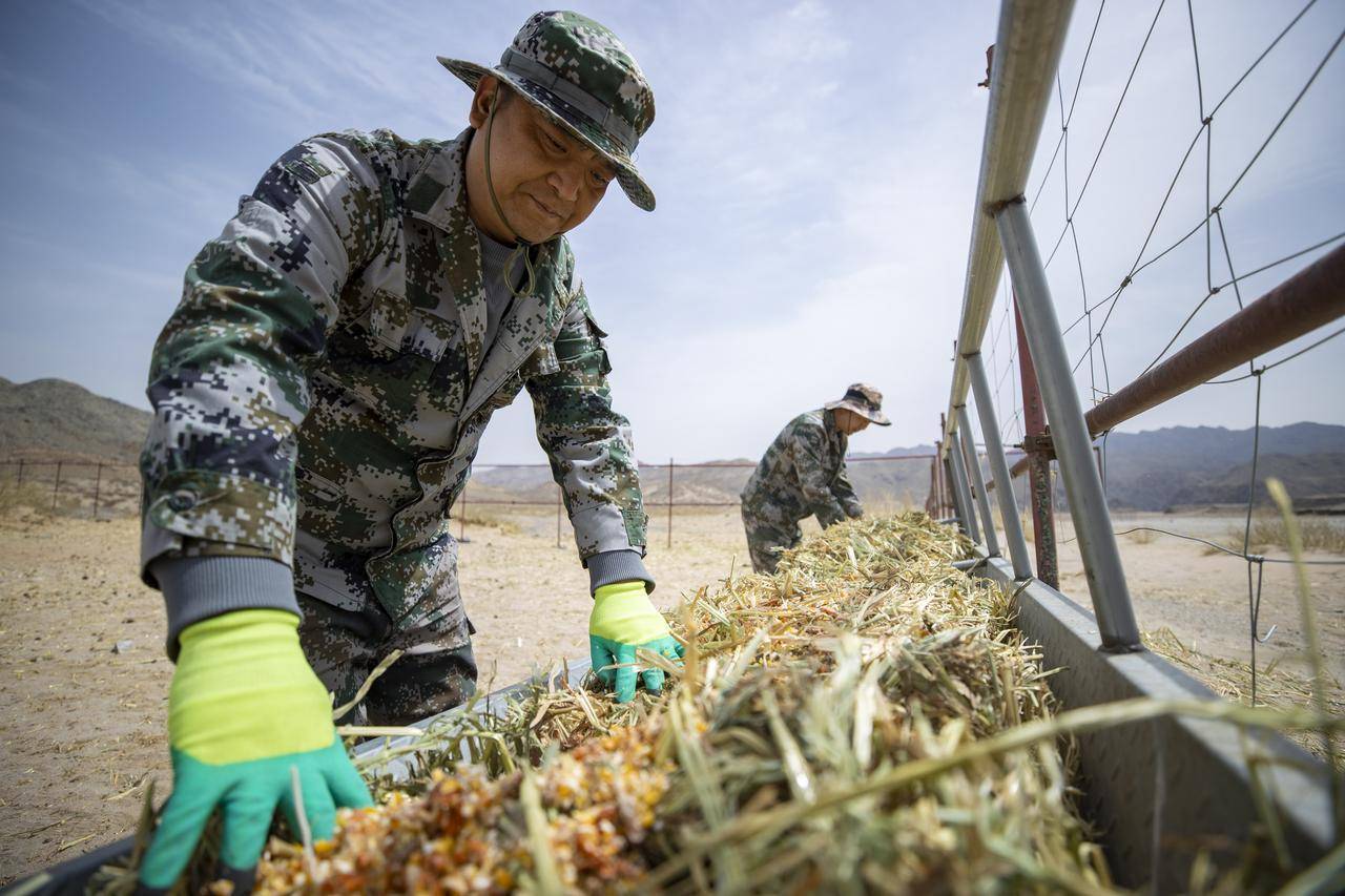 普氏野马重返荒野记 普氏野马重返荒野记 百事百科