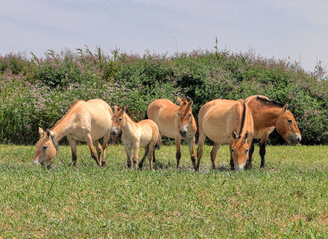 普氏野马重返荒野记 普氏野马重返荒野记 百事百科
