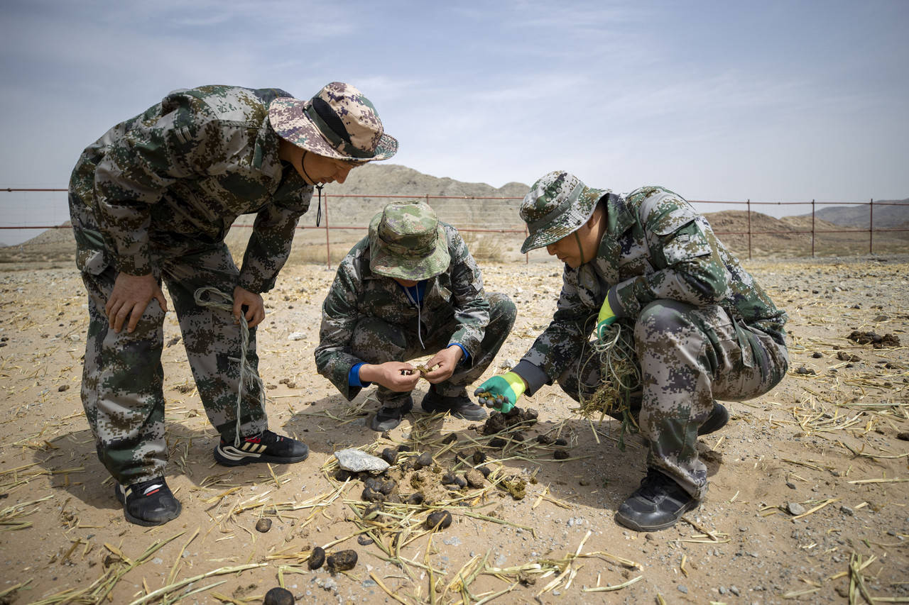 普氏野马重返荒野记 普氏野马重返荒野记 百事百科