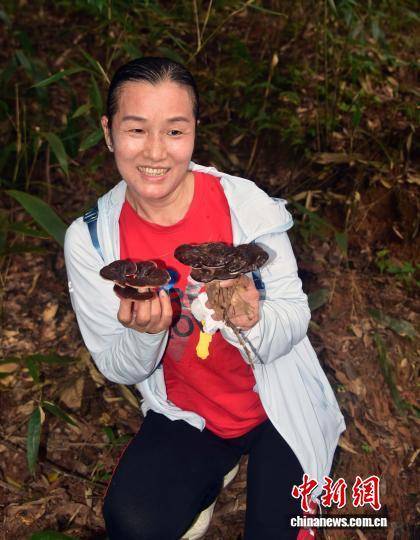 闽北千亩荒野灵芝园举办丰收活动 闽北千亩荒野灵芝园举办丰收活动 热点新闻