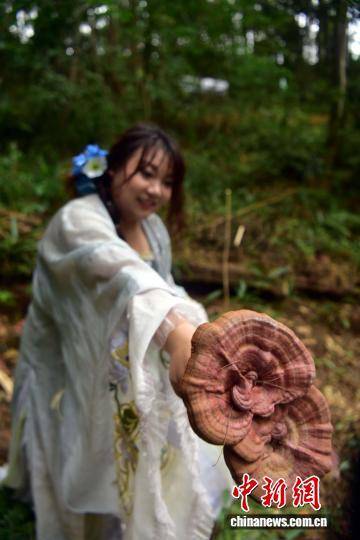 闽北千亩荒野灵芝园举办丰收活动 闽北千亩荒野灵芝园举办丰收活动 热点新闻