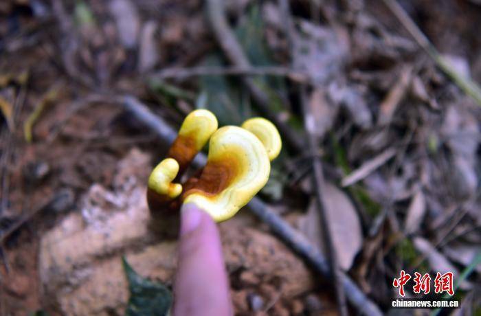 闽北千亩荒野灵芝园举办丰收活动 闽北千亩荒野灵芝园举办丰收活动 热点新闻