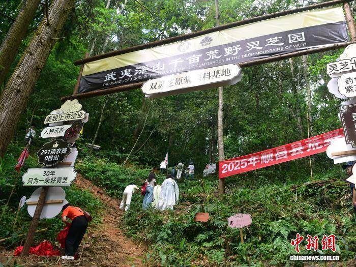 闽北千亩荒野灵芝园举办丰收活动 闽北千亩荒野灵芝园举办丰收活动 热点新闻