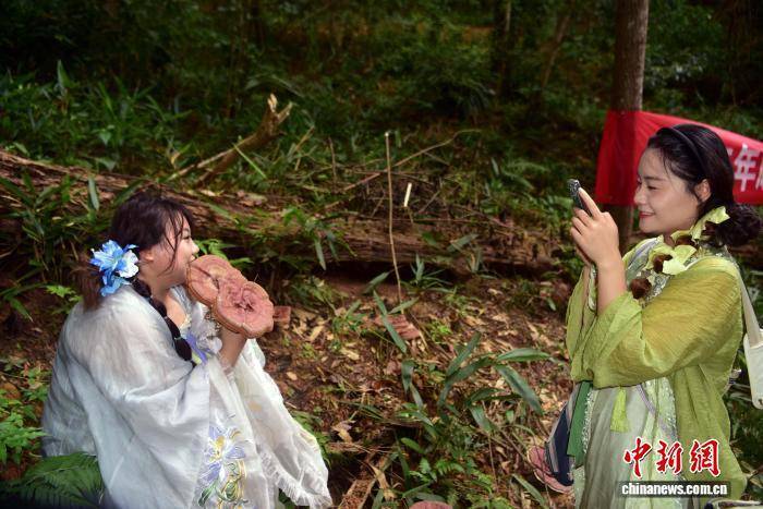 闽北千亩荒野灵芝园举办丰收活动 闽北千亩荒野灵芝园举办丰收活动 热点新闻