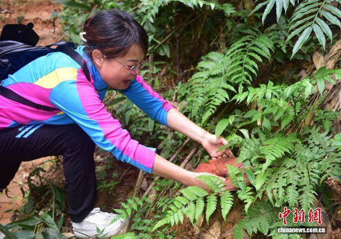 闽北千亩荒野灵芝园举办丰收活动 闽北千亩荒野灵芝园举办丰收活动 热点新闻