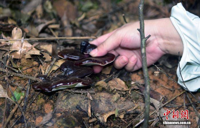 闽北千亩荒野灵芝园举办丰收活动 闽北千亩荒野灵芝园举办丰收活动 热点新闻