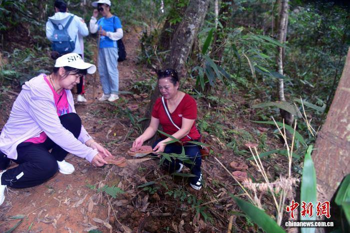 闽北千亩荒野灵芝园举办丰收活动 闽北千亩荒野灵芝园举办丰收活动 热点新闻