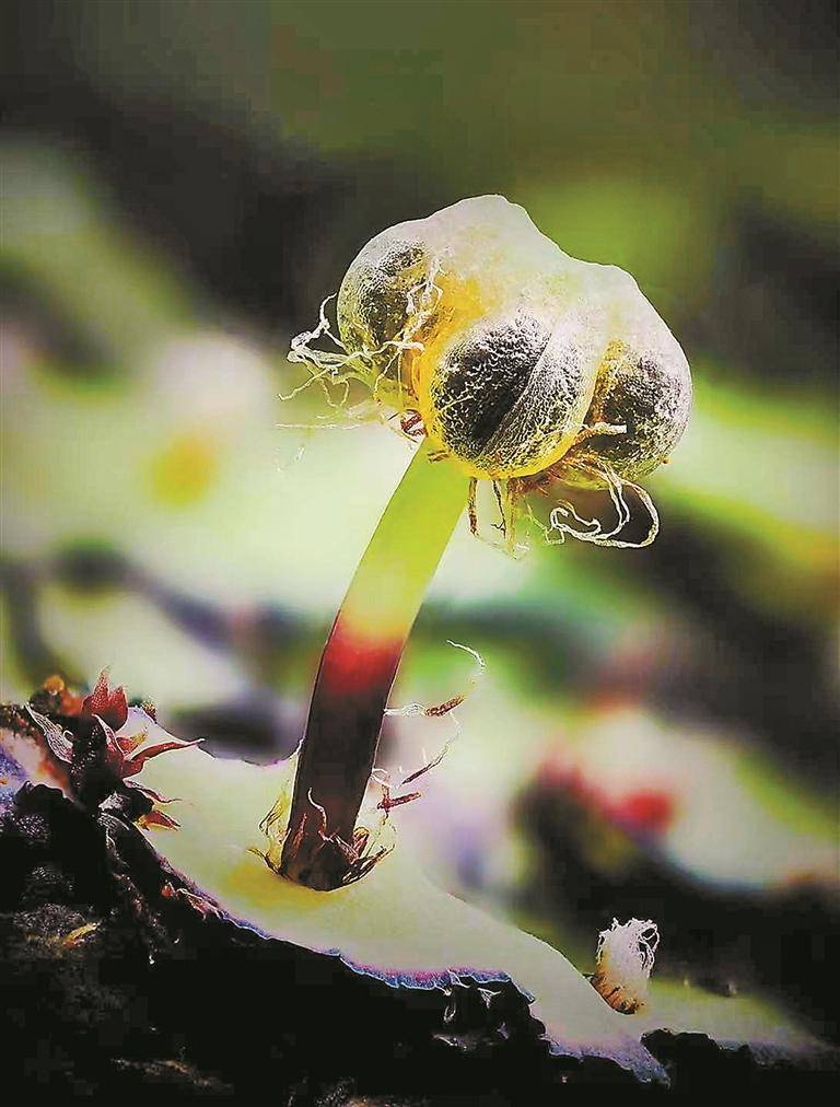 苔藓的“生存智慧”远超想象 投资理财