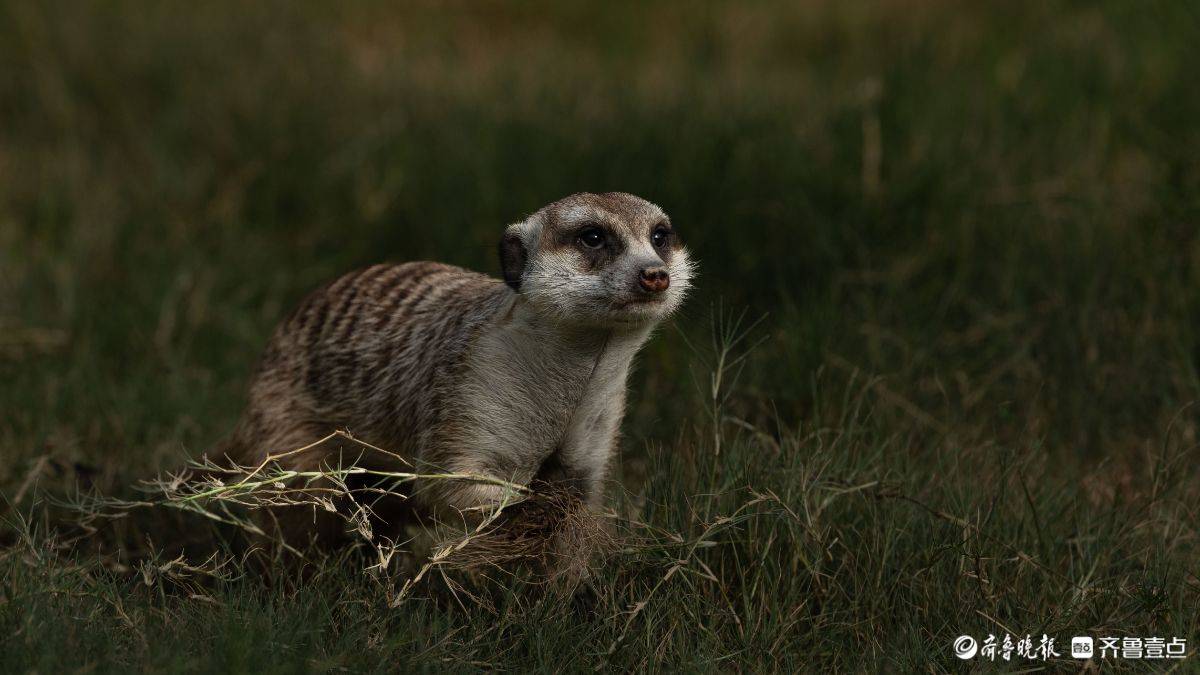 大地精灵的生存协奏曲 大地精灵的生存协奏曲 百事百科