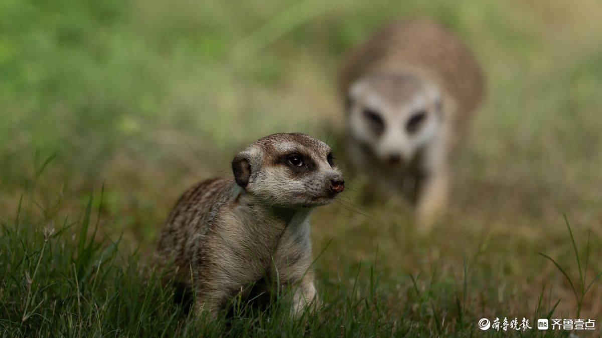 大地精灵的生存协奏曲 大地精灵的生存协奏曲 百事百科