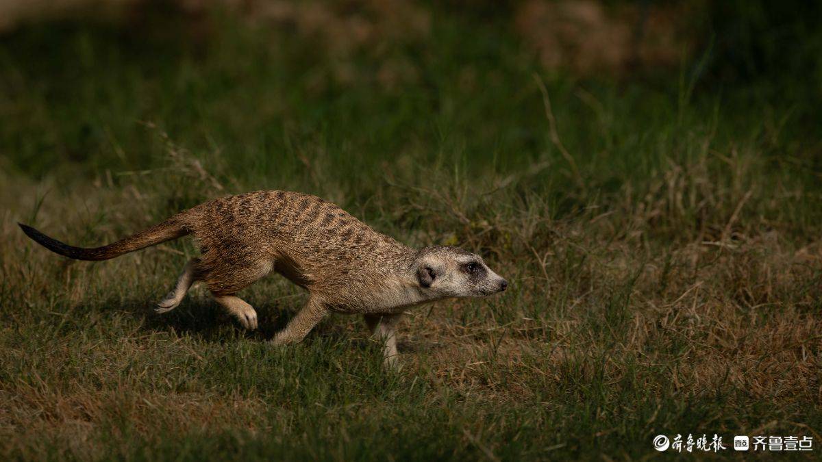 大地精灵的生存协奏曲 大地精灵的生存协奏曲 百事百科