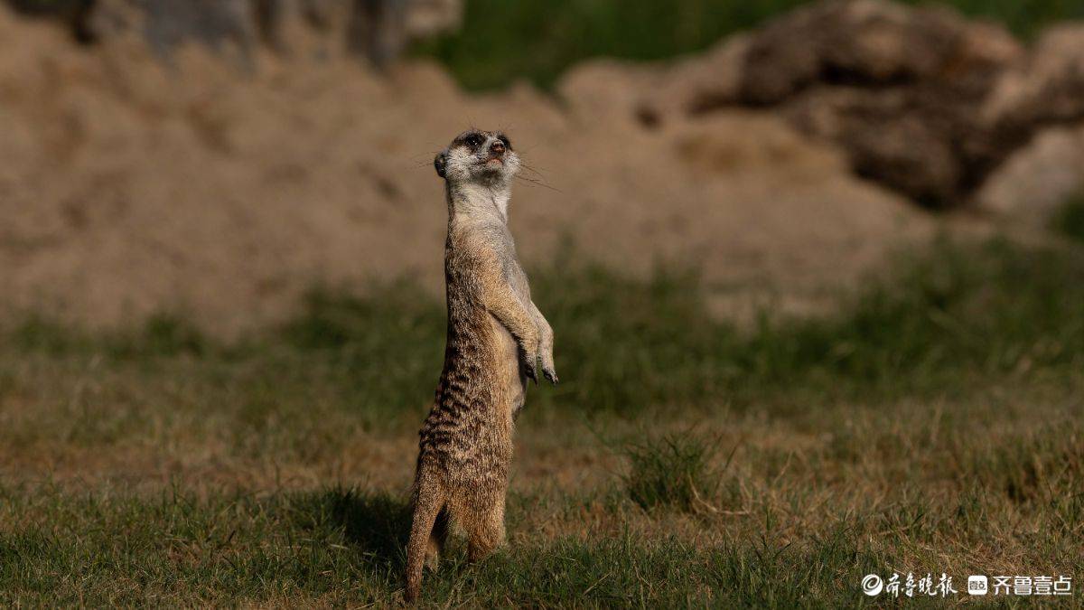 大地精灵的生存协奏曲 大地精灵的生存协奏曲 百事百科