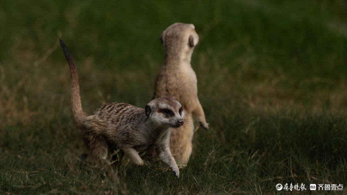 大地精灵的生存协奏曲 大地精灵的生存协奏曲 百事百科
