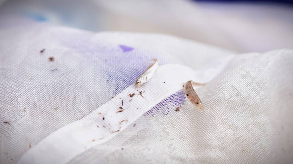 跟随“高原渔夫”探寻江源鱼类生存密码 跟随“高原渔夫”探寻江源鱼类生存密码 生活窍门