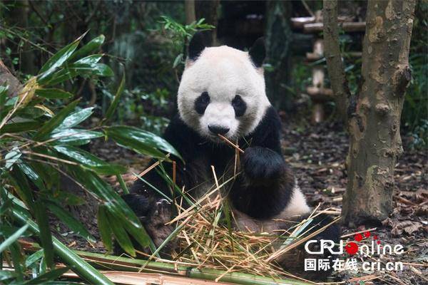 台湾青年:我们都爱大熊猫 台湾青年:我们都爱大熊猫 热点新闻