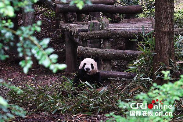 台湾青年:我们都爱大熊猫 台湾青年:我们都爱大熊猫 热点新闻