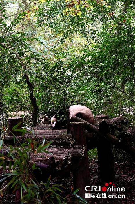 台湾青年:我们都爱大熊猫 台湾青年:我们都爱大熊猫 热点新闻