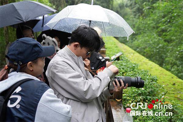 台湾青年:我们都爱大熊猫 台湾青年:我们都爱大熊猫 热点新闻