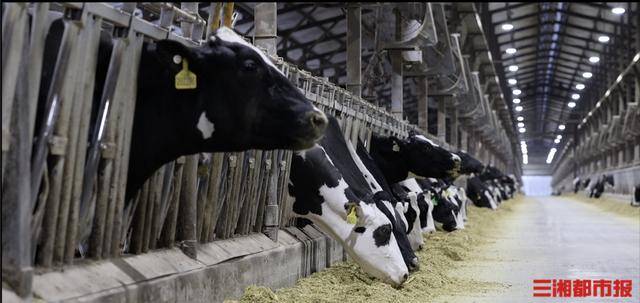 智能项圈+中医针灸 中国奶牛的养生秘术 智能项圈+中医针灸 中国奶牛的养生秘术 百事百科