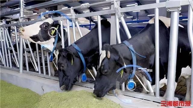 智能项圈+中医针灸 中国奶牛的养生秘术 智能项圈+中医针灸 中国奶牛的养生秘术 百事百科